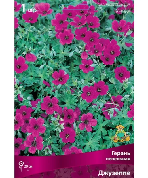 Обратите внимание на другие сорта, например, этот - расскажу в конце!