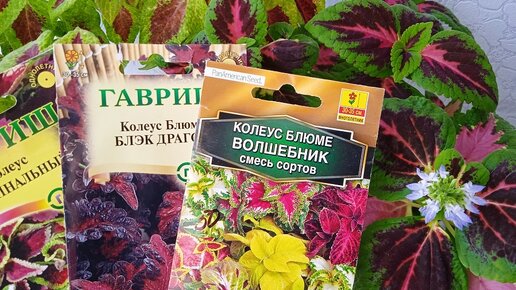 Как сеять колеус на рассаду в домашних условиях. Выращиваю каждый год и результатом довольна