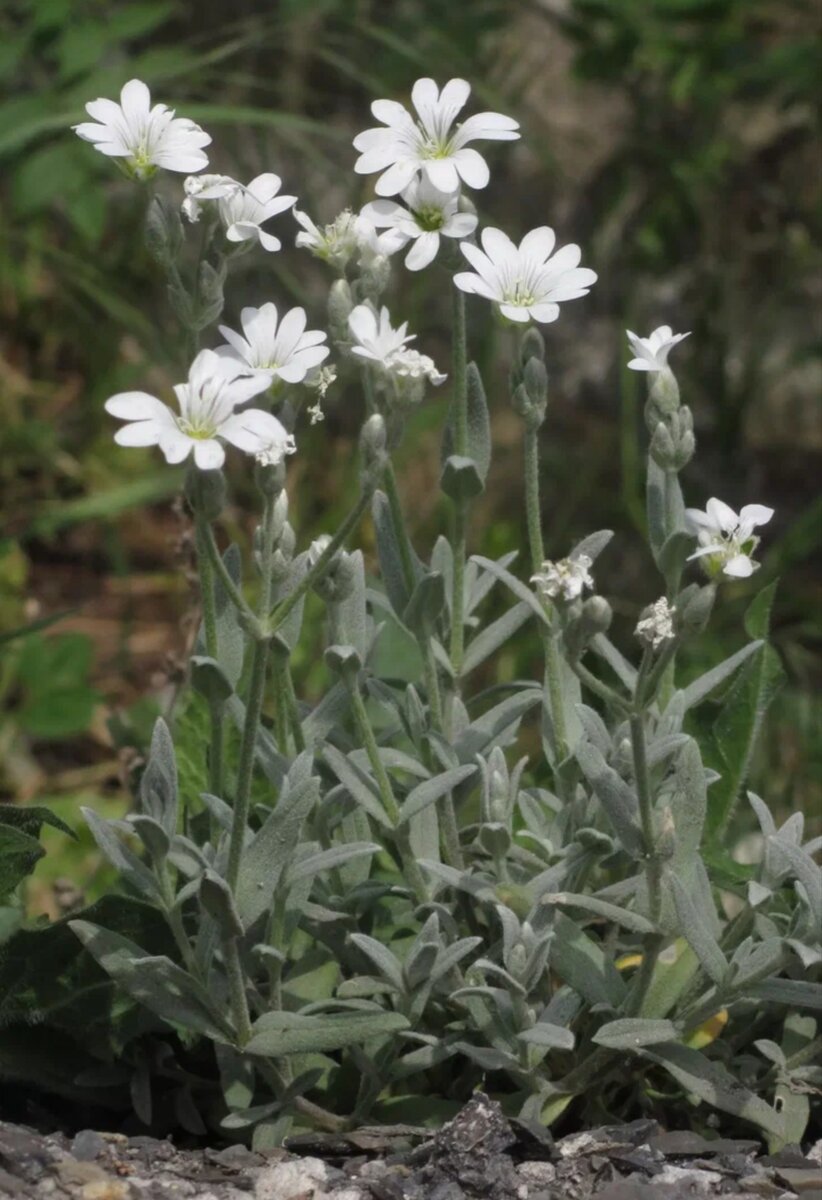 Ясколка tomentosum Silver White