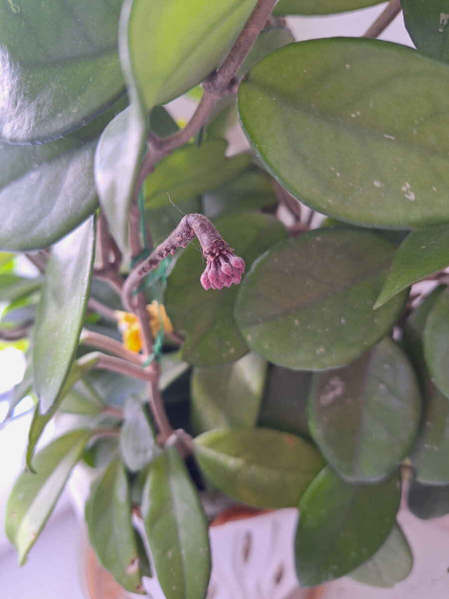 Постепенное развитие бутонов.