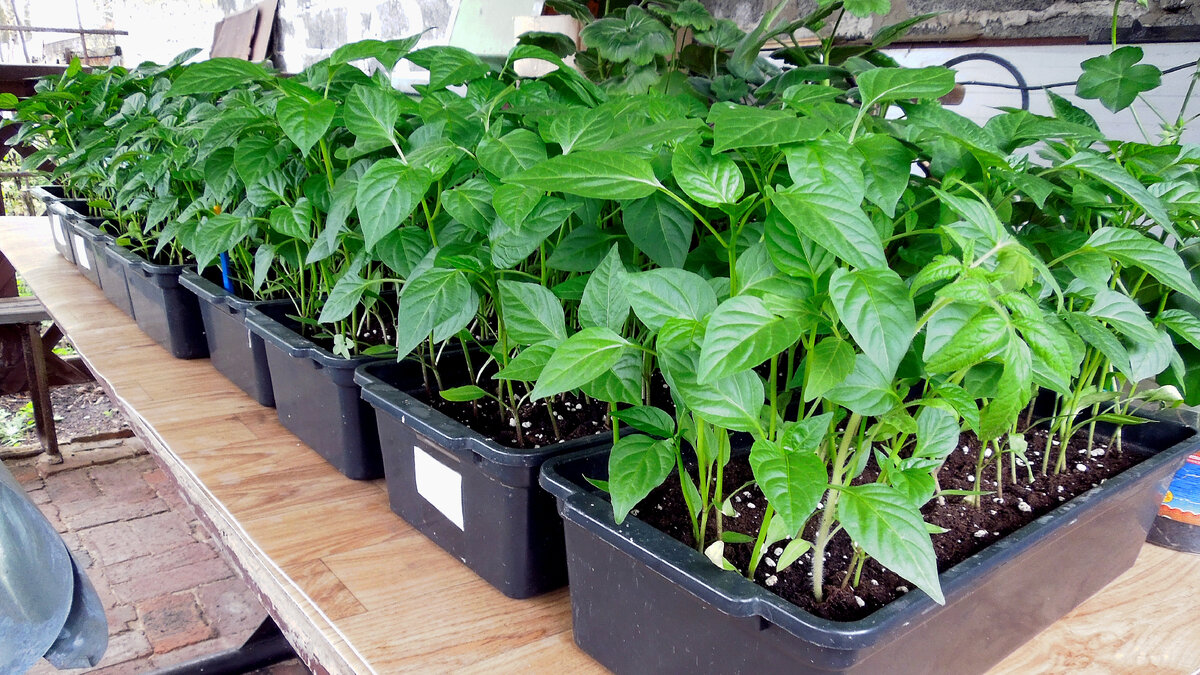 Прошлогодняя рассада перца, делюсь секретами
