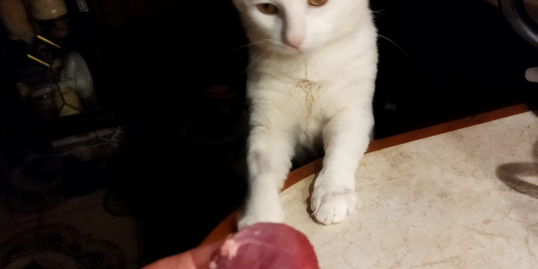 1. МУРР- МЯУУУ. Наша дружная семья.        Красивые позы моих любимцев!!!