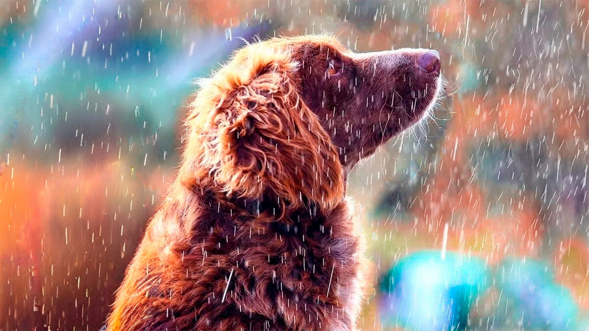 источник фото: pic.rutubelist.ru