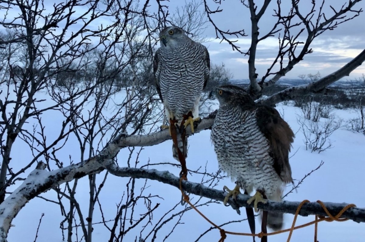    Регоператор рассказал, как переносят морозы ловчие птицы на полигоне