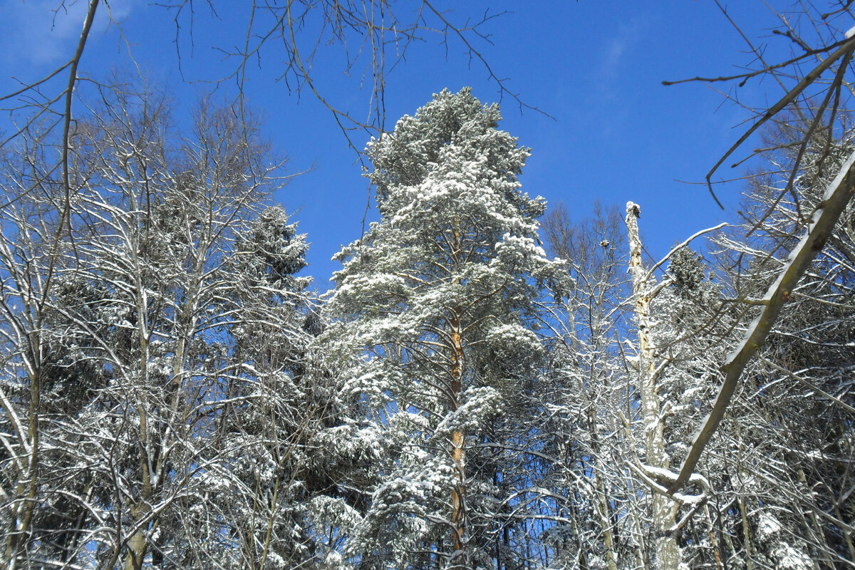 небо рассвет. красивое солнце. рассвет лучи солнца. яркое солнышко. и солнце новое встает на небе синем.