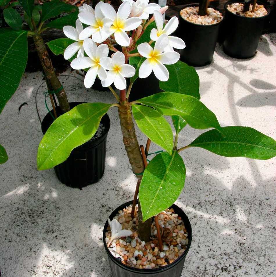 Плюмерия неприхотлива, очень любит солнце  и прямое попадание  солнечных лучей.
