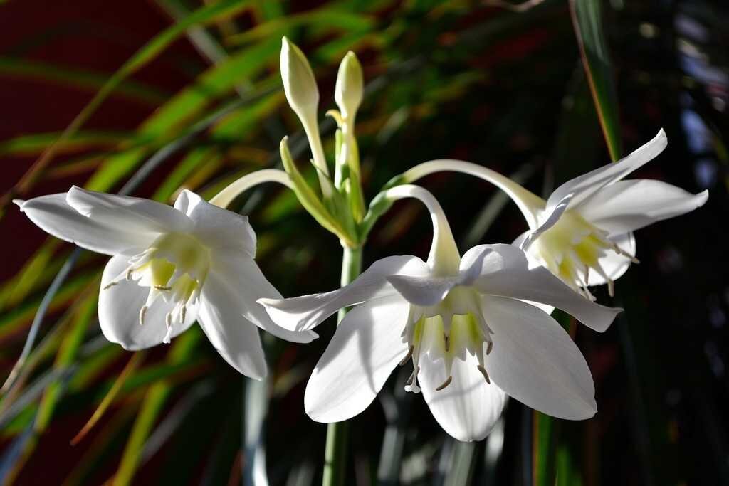 Комнатный цветок с белыми цветами название. Эухарис амазонский. Лилия эухарис. Лилия (Амазонская Лилия эухарис). Эухарис grandiflora.
