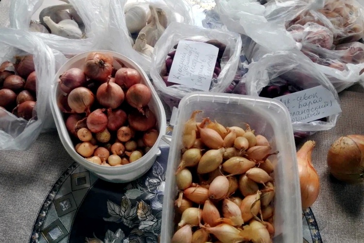 Агроном подсказал как подготовить лук севок перед посадкой! Теперь — нет проблем со «стрелкованием»