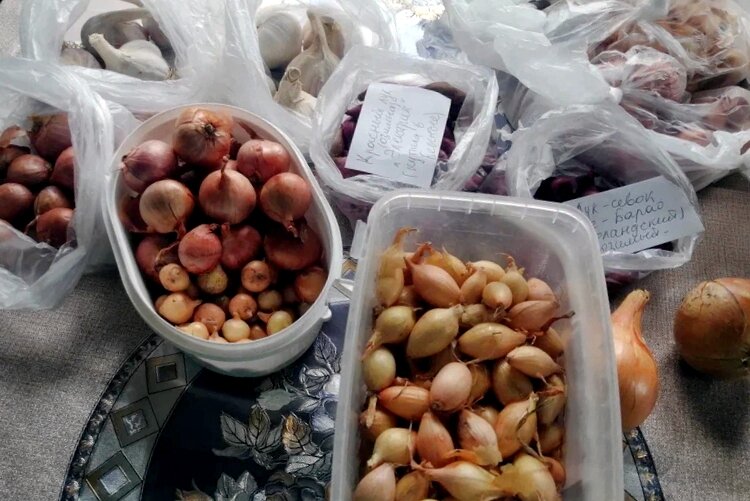 Подготовка севка к посадке