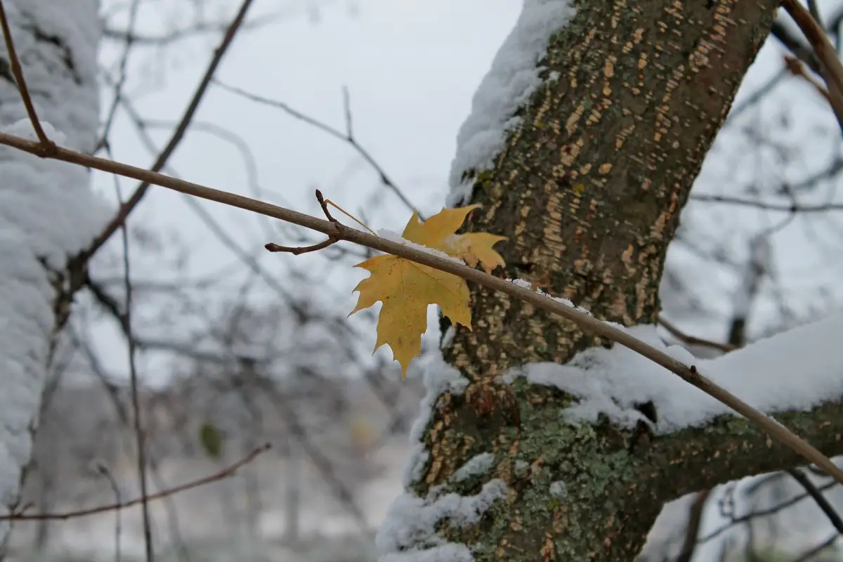 Изображение с сайта pt-zapovednik.ru