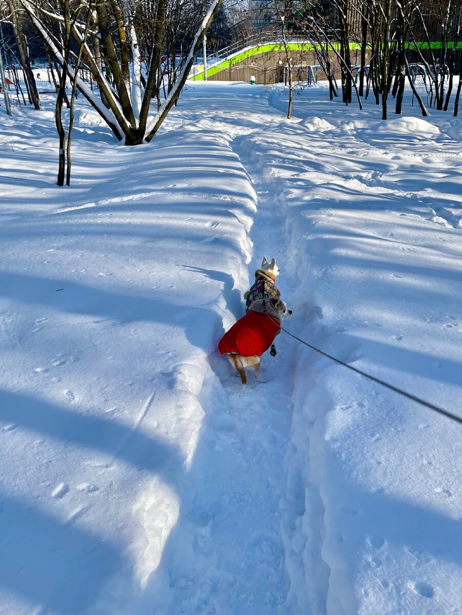 Сказочный зимний лес. Мороз и солнце картинки. Мороз рисолнцен день чулесный. Зимнее утро. Мороз солнце информатика.