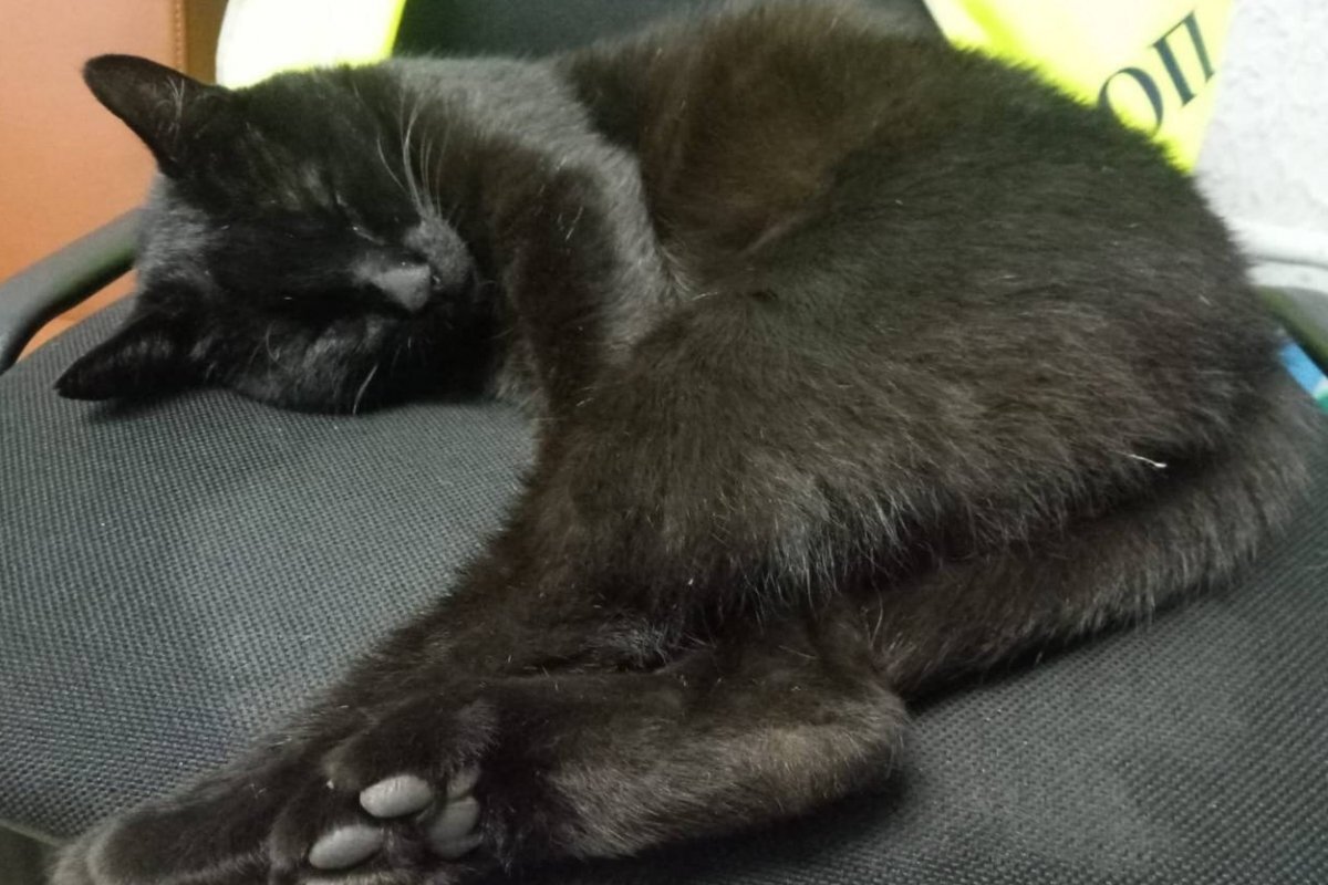    Талисман аэропорта Пскова проходит курс реабилитации