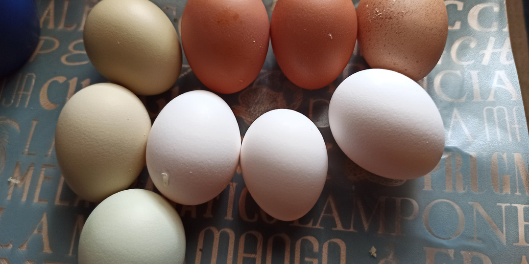 Держать кур на даче сезонно или круглогодично?