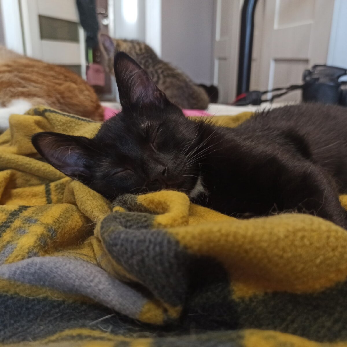 Сам себя спать уложил