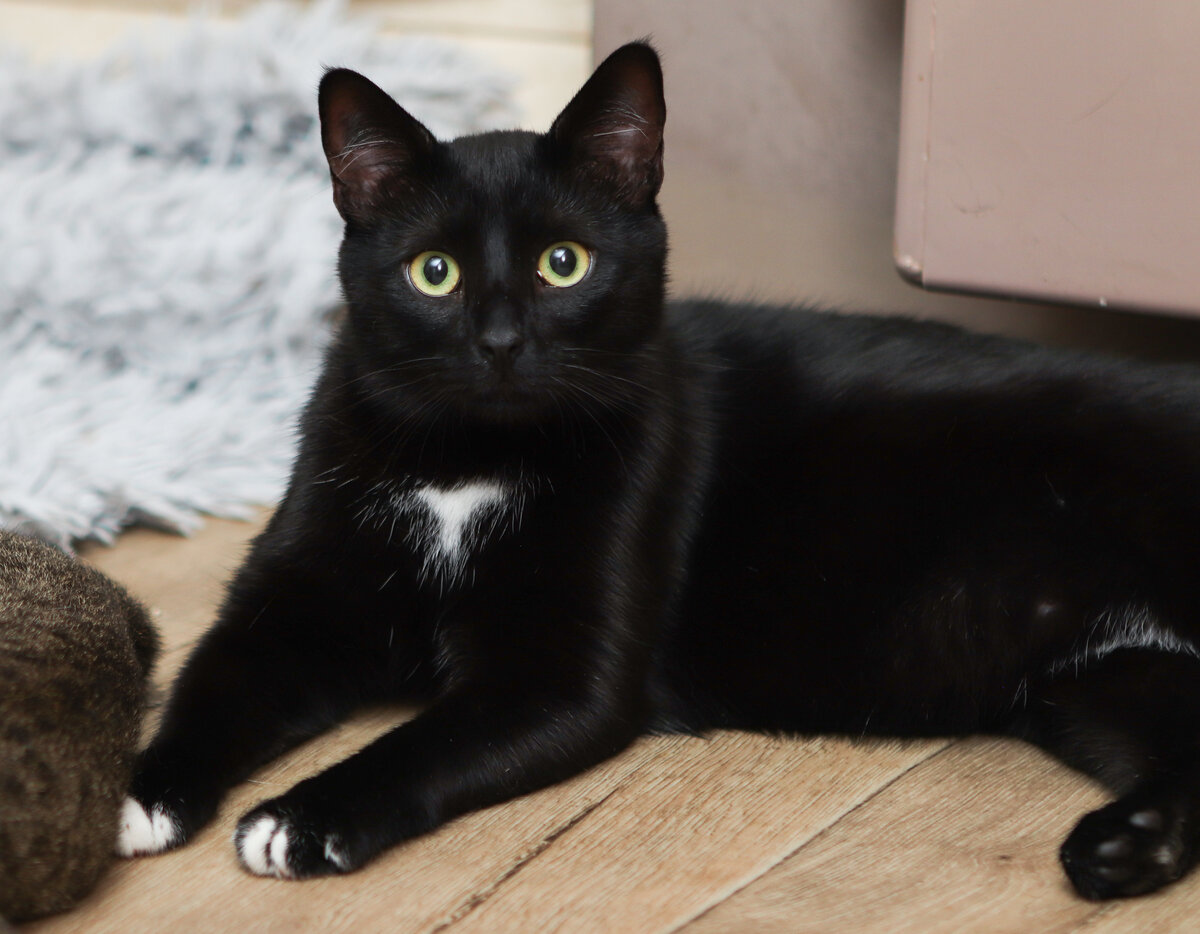 Можно сказать или попросить вежливее?