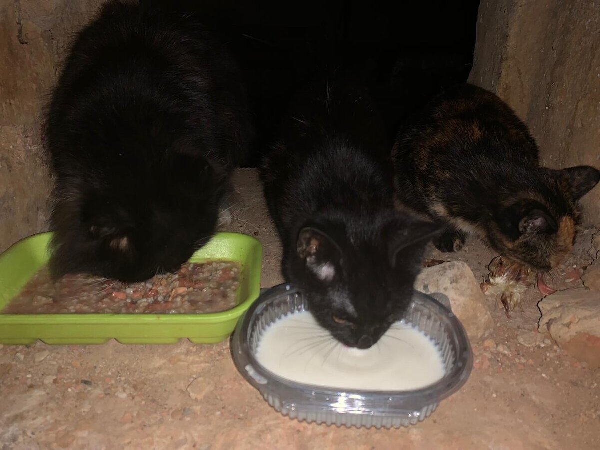 средство от запаха котов. убрать запах кошачьей мочи. кот нагадил на ковер. запах кошачьей мочи. запах кошачьей мочи.