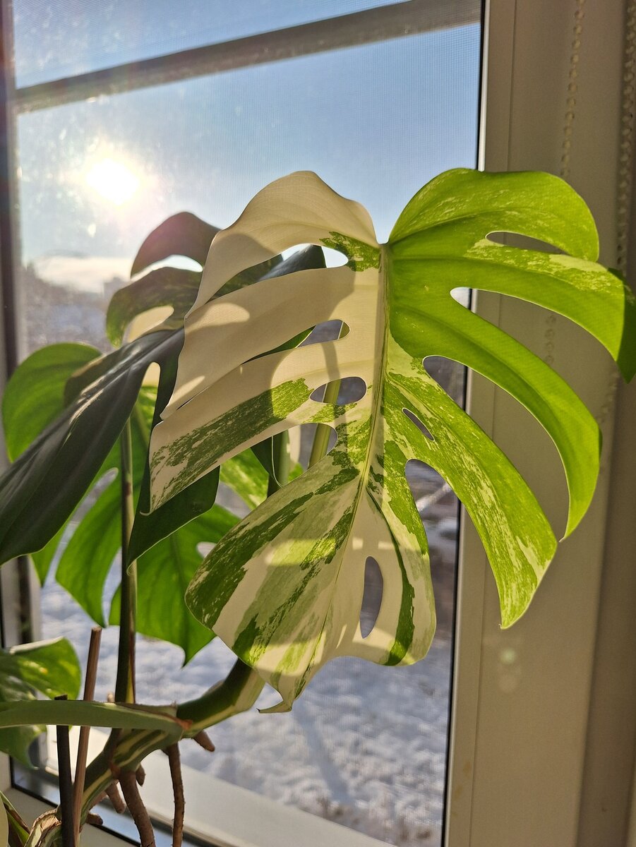 Новый лист явно красив, но еще цвет не набрал.