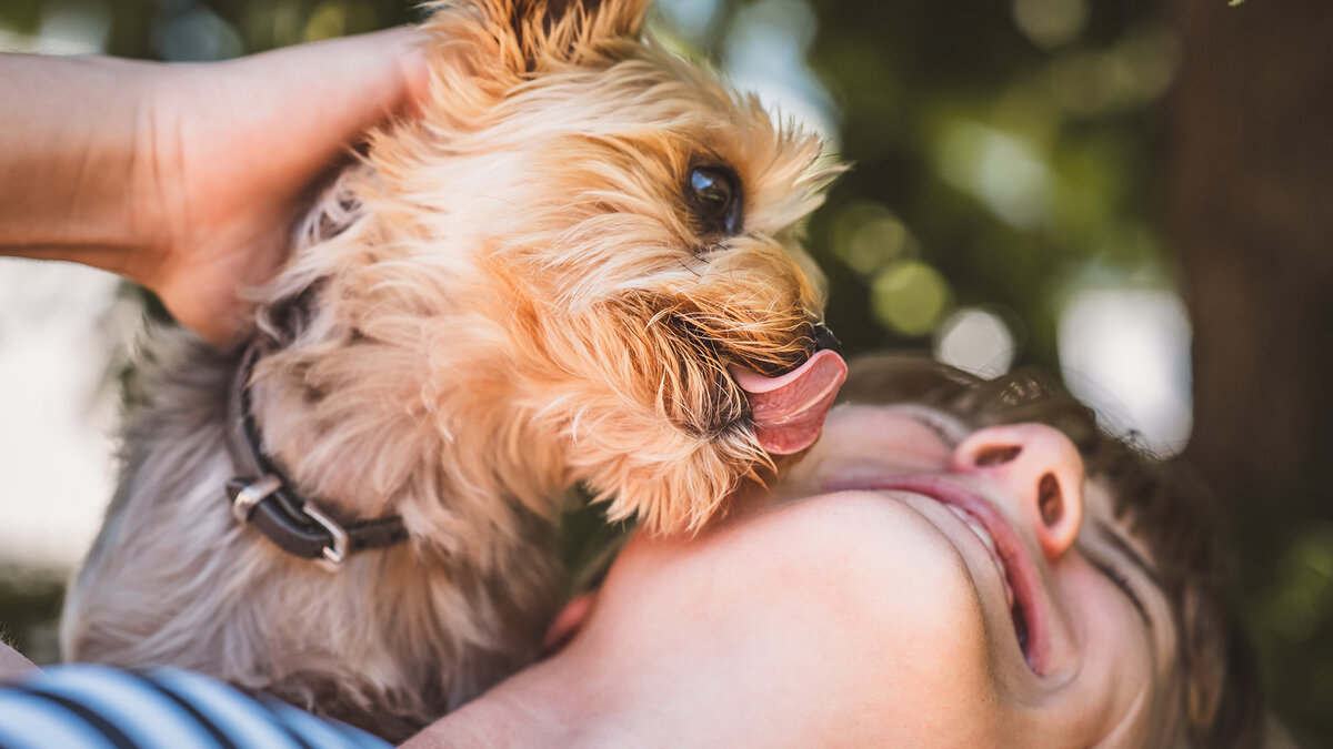 Нам приятно думать, что собаки лижут людей именно в знак привязанности. Фото Petra/Pixabay