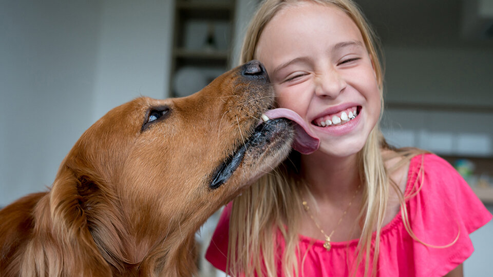 Три основные гипотезы, объясняющие мотивы вылизывания - выражение любви, выпрашивание еды и страсть к соленому. Фото andresr/iStock