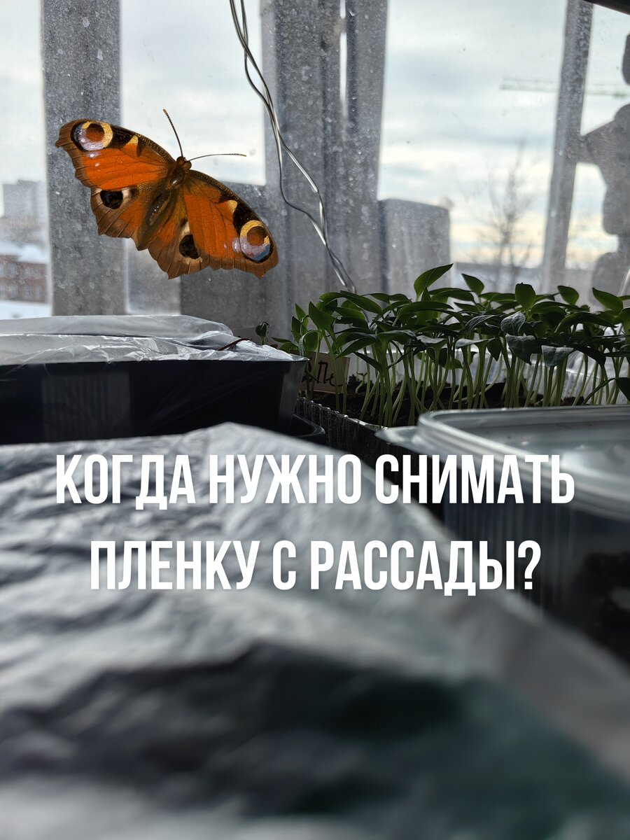 Когда нужно снимать пленку с рассады