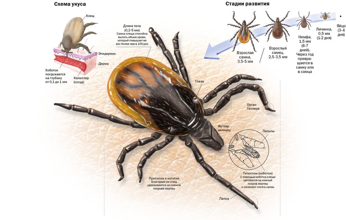 Фото из открытых источников