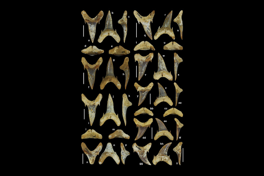     Фото: Ebersole et al