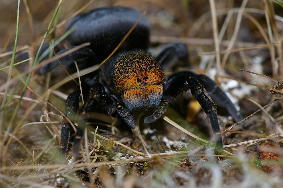 / Паук Божья коровка (самка)