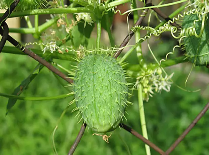 Бешенный огурец - – это однолетнее растение из семейства тыквенных. 