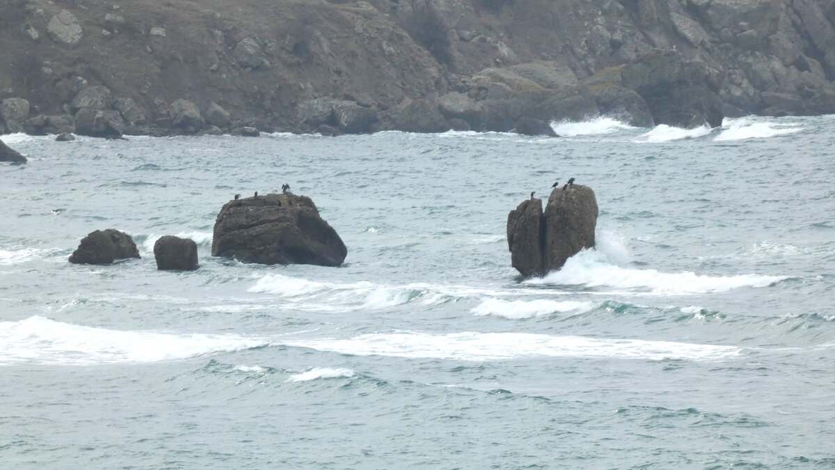 Бакланы отдыхают