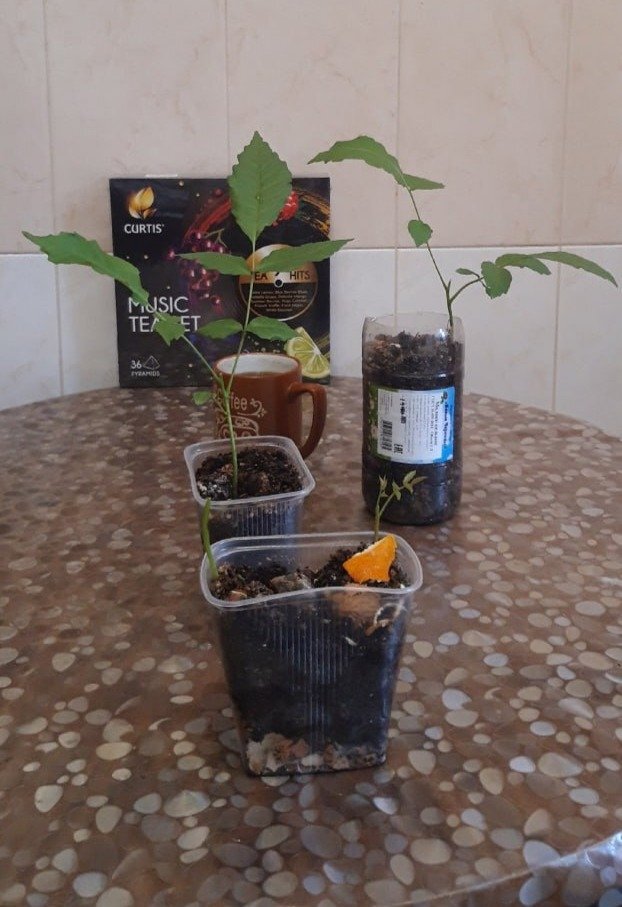 Саженцы ореха, выращенные из его плодов — весной их можно будет посадить в городе или на даче. Фото: Евгений Полуднев