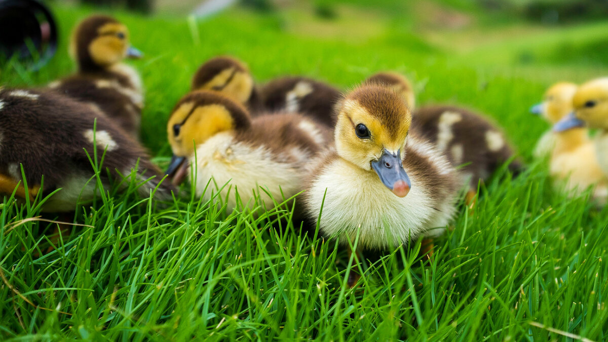 Картинка с бесплатного фотостока https://unsplash.com, автор Koen Speelman