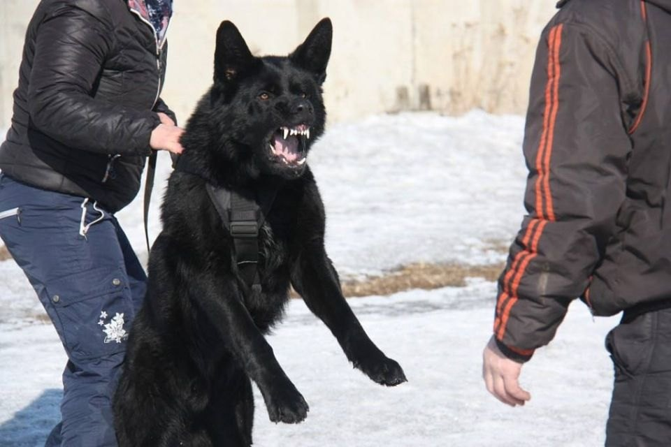 Так чувствует себя каждый, когда выходит в 7 утра зимой в -30, чтобы дождаться набитый людьми автобус. 