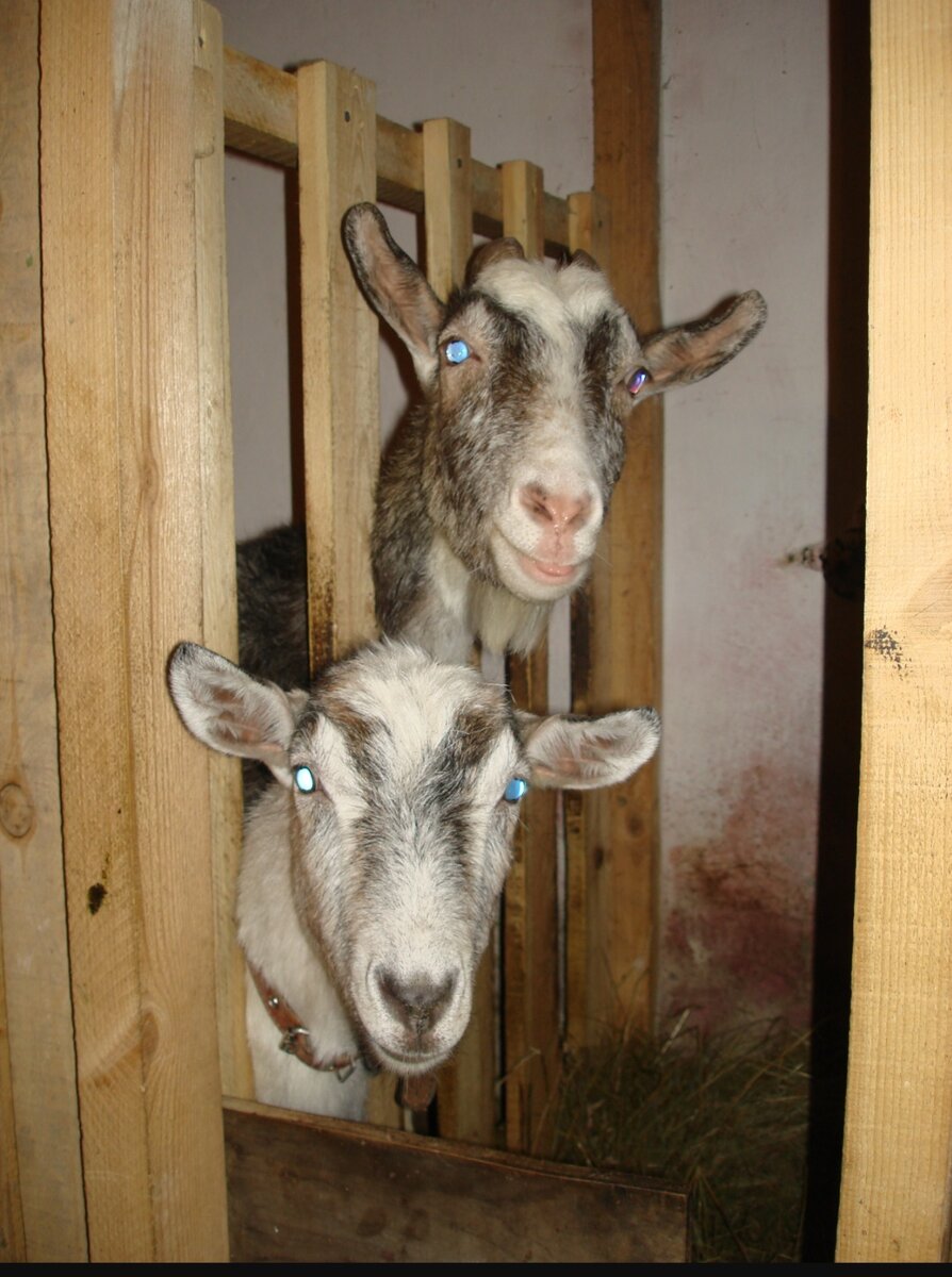 На фото мои первые козы Краса и Майка