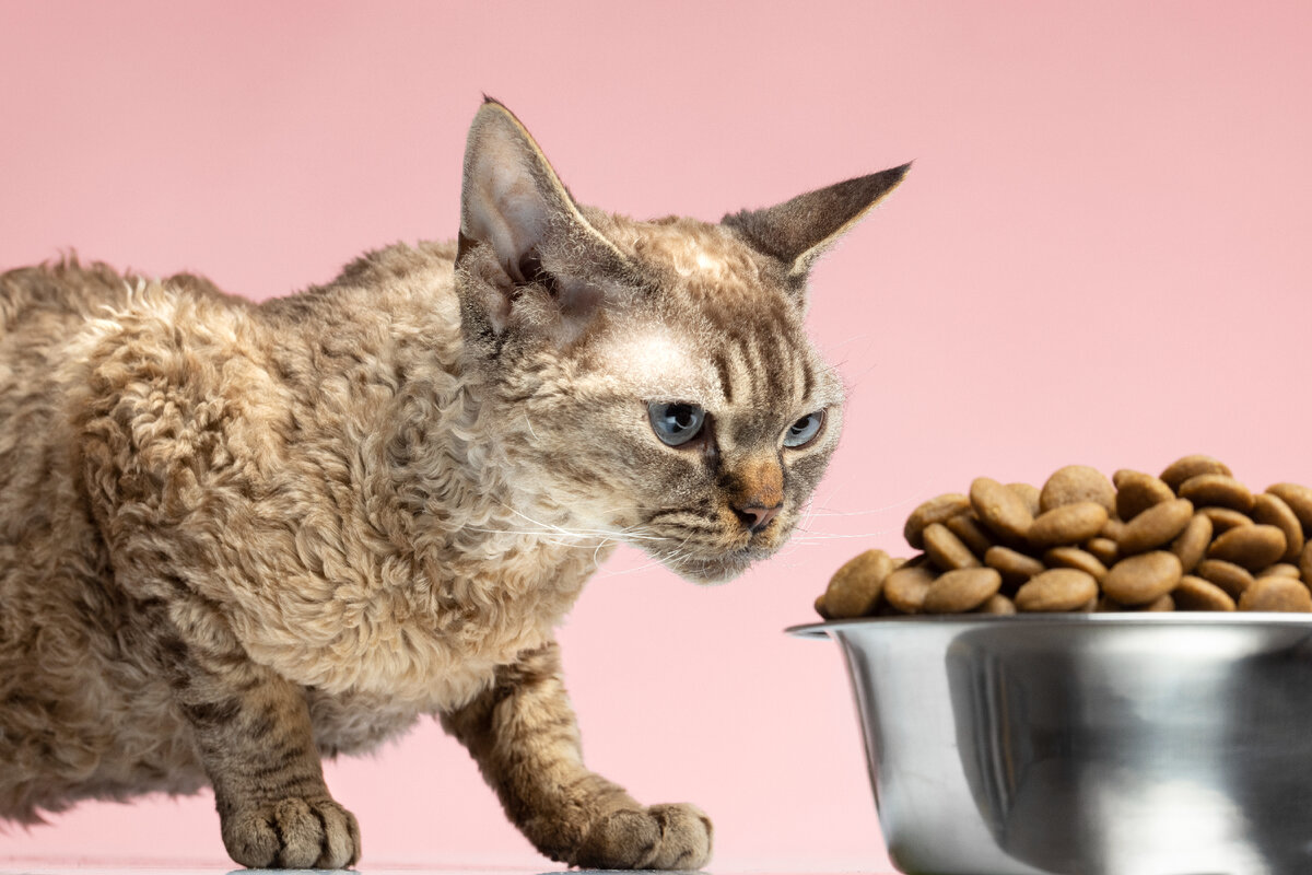 Кошка не ест сухой корм?