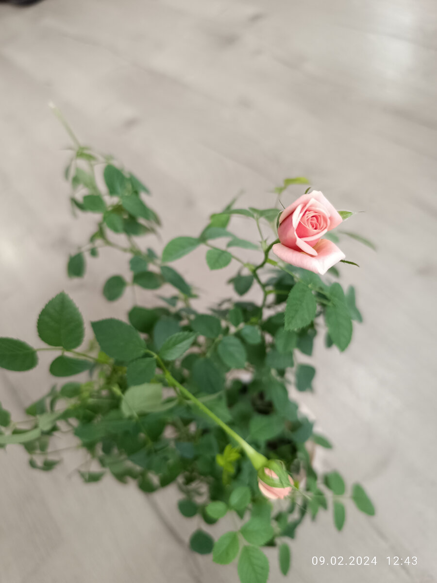 Ещё один бутон на подходе