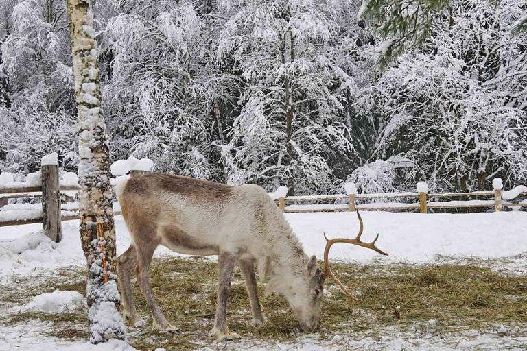 большой олень песня. пальчиковая игра у оленя дом большой. большой олень песня. игра у оленя дом большой. у оленя дом большой ноты для фортепиано.