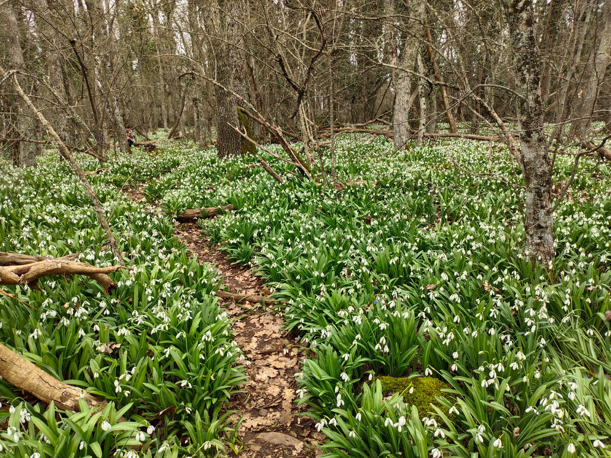 Подснежники на горе Аю-Даг (Медведь-гора) в Крыму