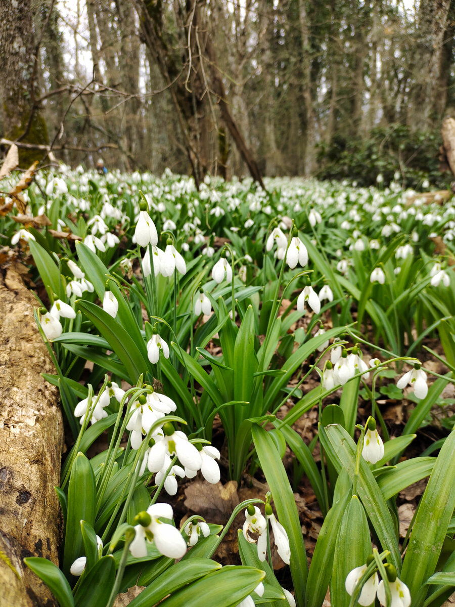 Подснежники в Крыму