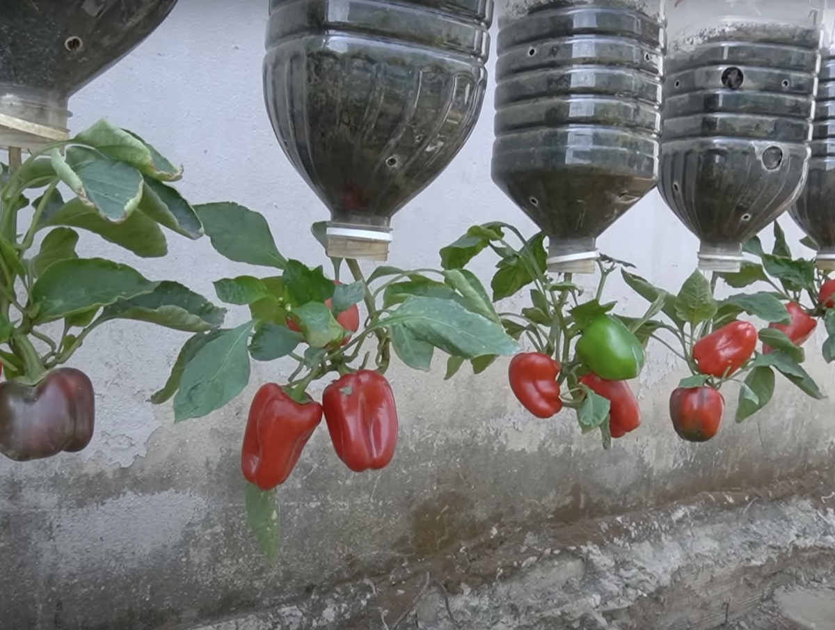 Такой способ выращивания перца не рекомендуем повторять)