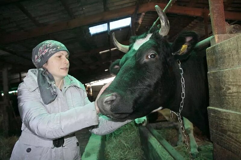 В малом хозяйстве Марины Черняковой получают надои на уровне среднекраевых. Фото: Денис Батов