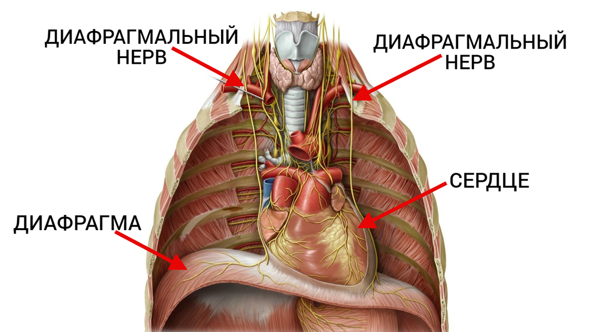 Как там это все унас устроено: диафрагма, сердце и диафрагмальные нервы