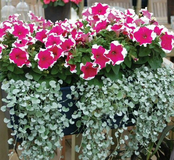 Фото из интернета