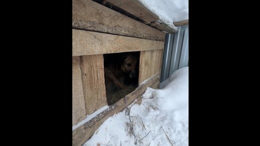 Как дела у наших хвостиков которые живут в будках? Рассказываю в этом видео