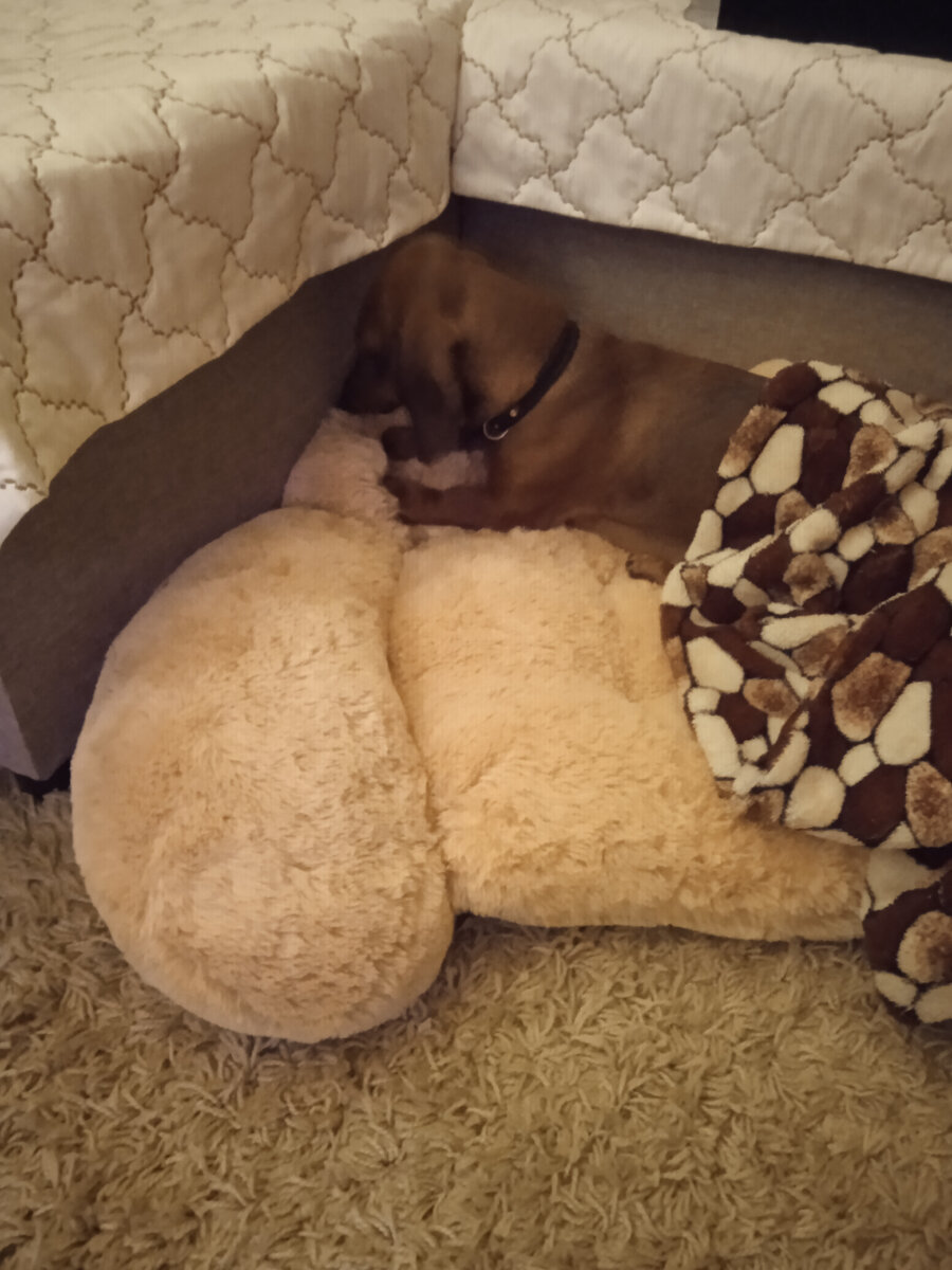 Алиса собака, которая спит хорошо