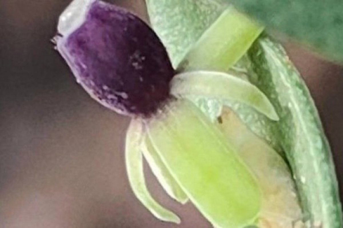    В Сочи зацвело лечебное растение «веник мясника»