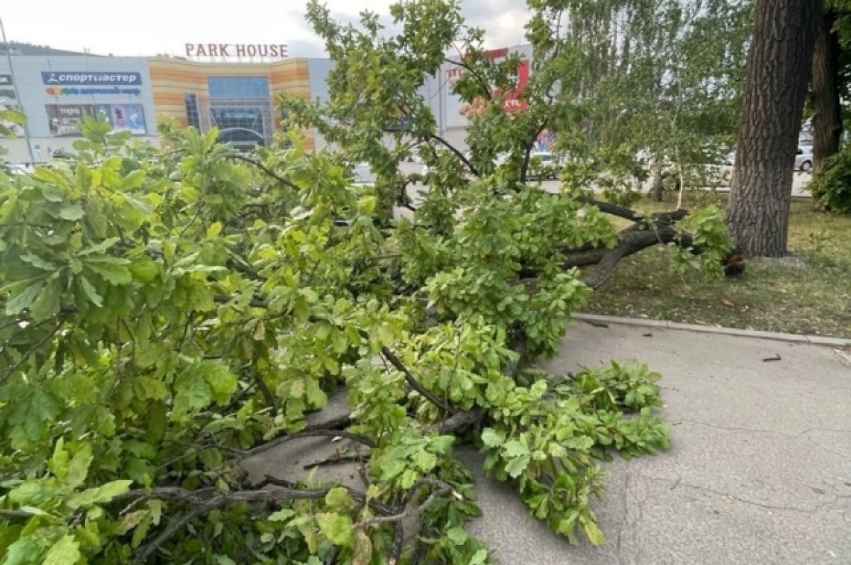    В Самаре суд рассмотрит дело о травмировании женщины упавшей веткой дуба