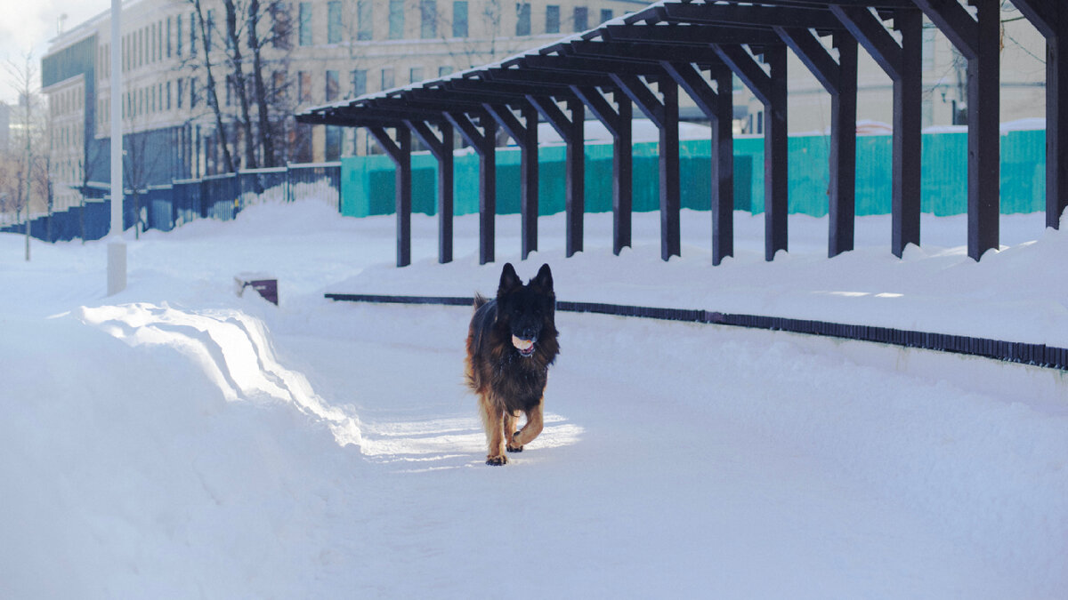 Немецкая овчарка Локи бежит с мячиком