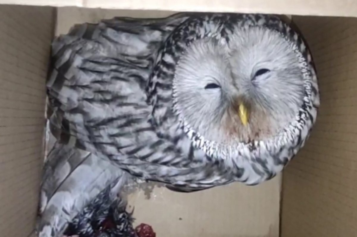    У большинства сов одни и те же проблемы со здоровьем.