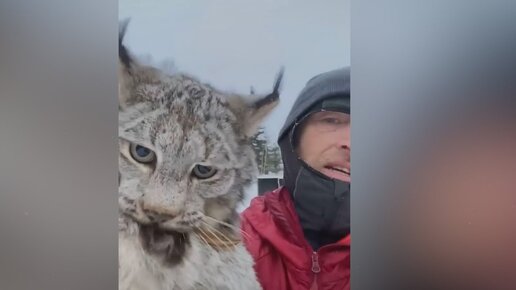 Небольшой, но крайне ловкий уничтожитель зайцев - КАНАДСКАЯ РЫСЬ!