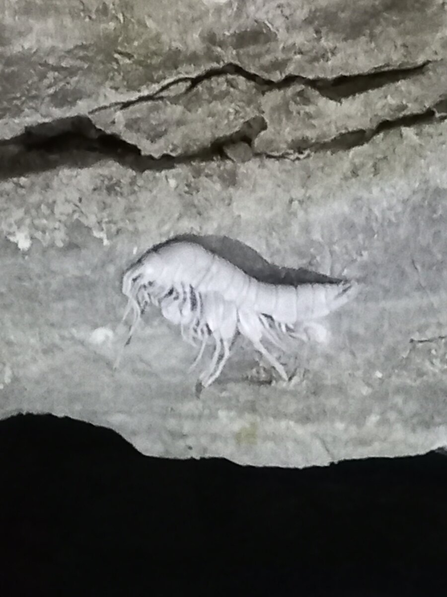 эмине-баир-коба пещера с надписью. пещера сказка река белая. икарус пещеры. суук коба крым грот. мраморная пещера в чатыр-даг.